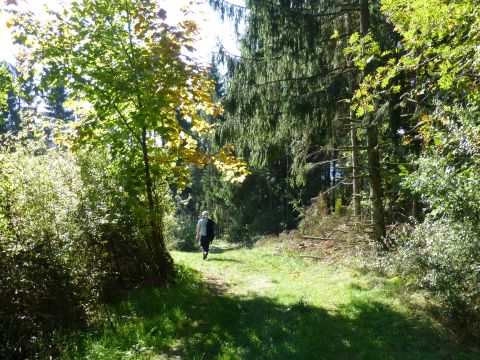 Wald